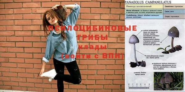 ГАЛЛЮЦИНОГЕННЫЕ ГРИБЫ Новозыбков
